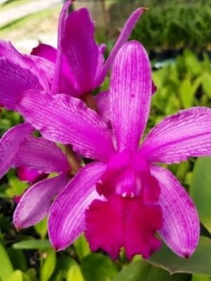 Cattleya intermedia venosa Erico