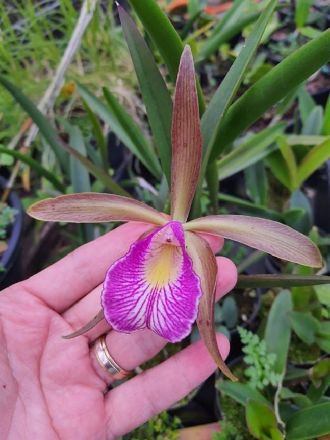 Brassavola tuberculata x C. schilleriana coerulea