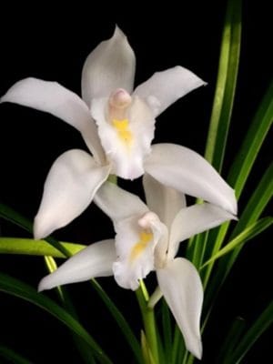 Cymbidium eburneum