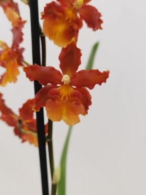 Colmanara Catathante 'Pacific'