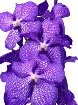 Vanda Kanchana Magic Blue em floração exuberante com flores grandes em tons de azul e padrão xadrez