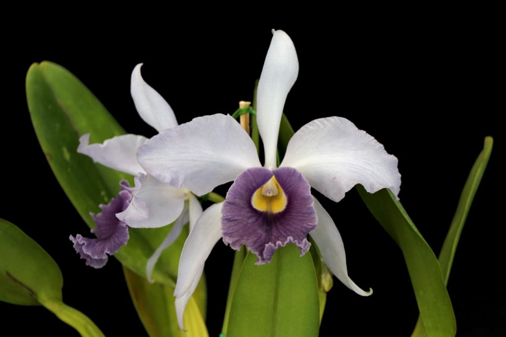 LC. Eximia