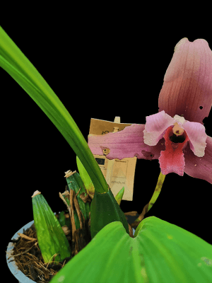 Lycaste Sonnenberg #382