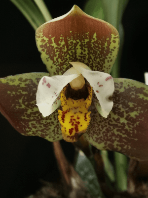 Lycaste Sonnenberg #735