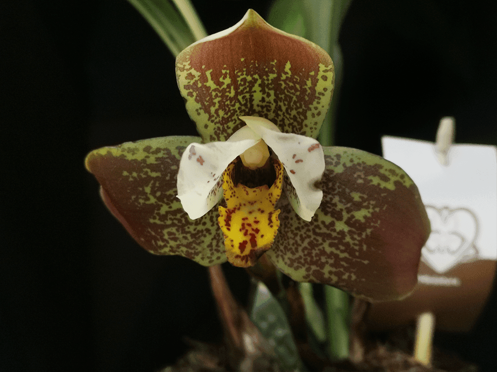 Lycaste Sonnenberg #735