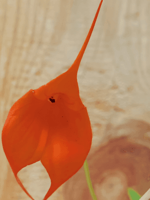 Masdevallia Southern Sun