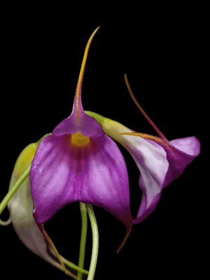 Masdevallia Viollet em floração exuberante com flores de tom violeta intenso