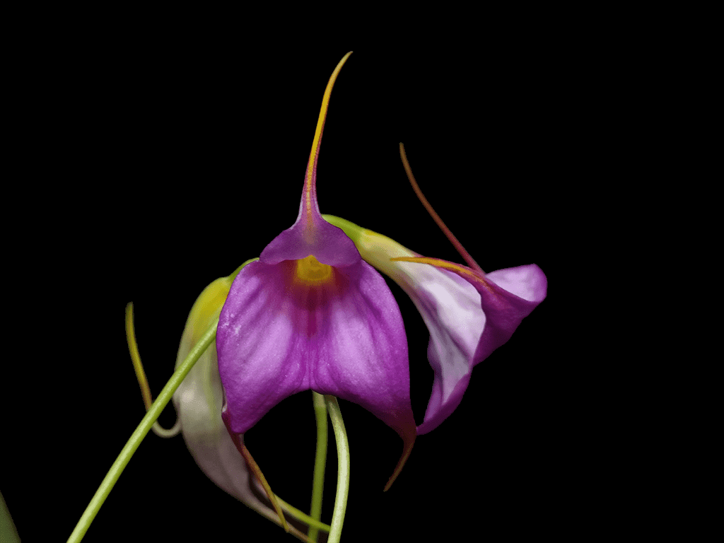 Masdevallia Viollet em floração exuberante com flores de tom violeta intenso