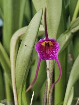 Masdevallia glandulosa