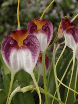 Masdevallia shroederiana