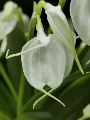 Masdevallia tovarensis