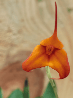 Orquídea híbrida Masdevallia veitchiana infracta em floração com tons vibrantes