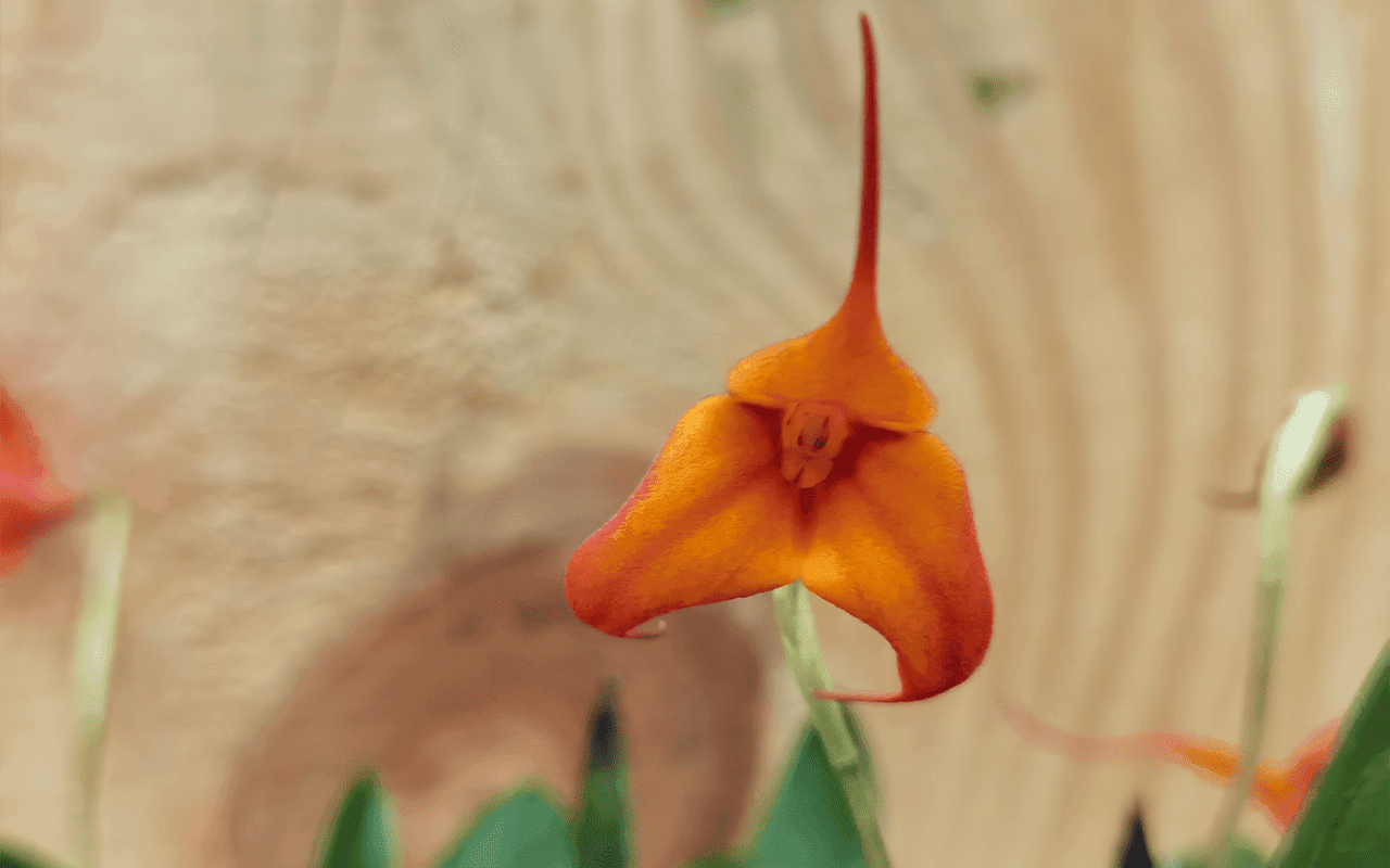 Orquídea híbrida Masdevallia veitchiana infracta em floração com tons vibrantes