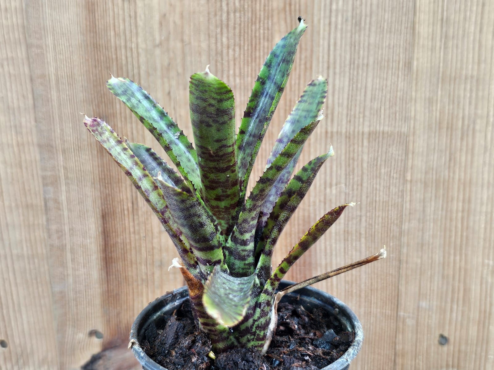 Neoregelia Adonis