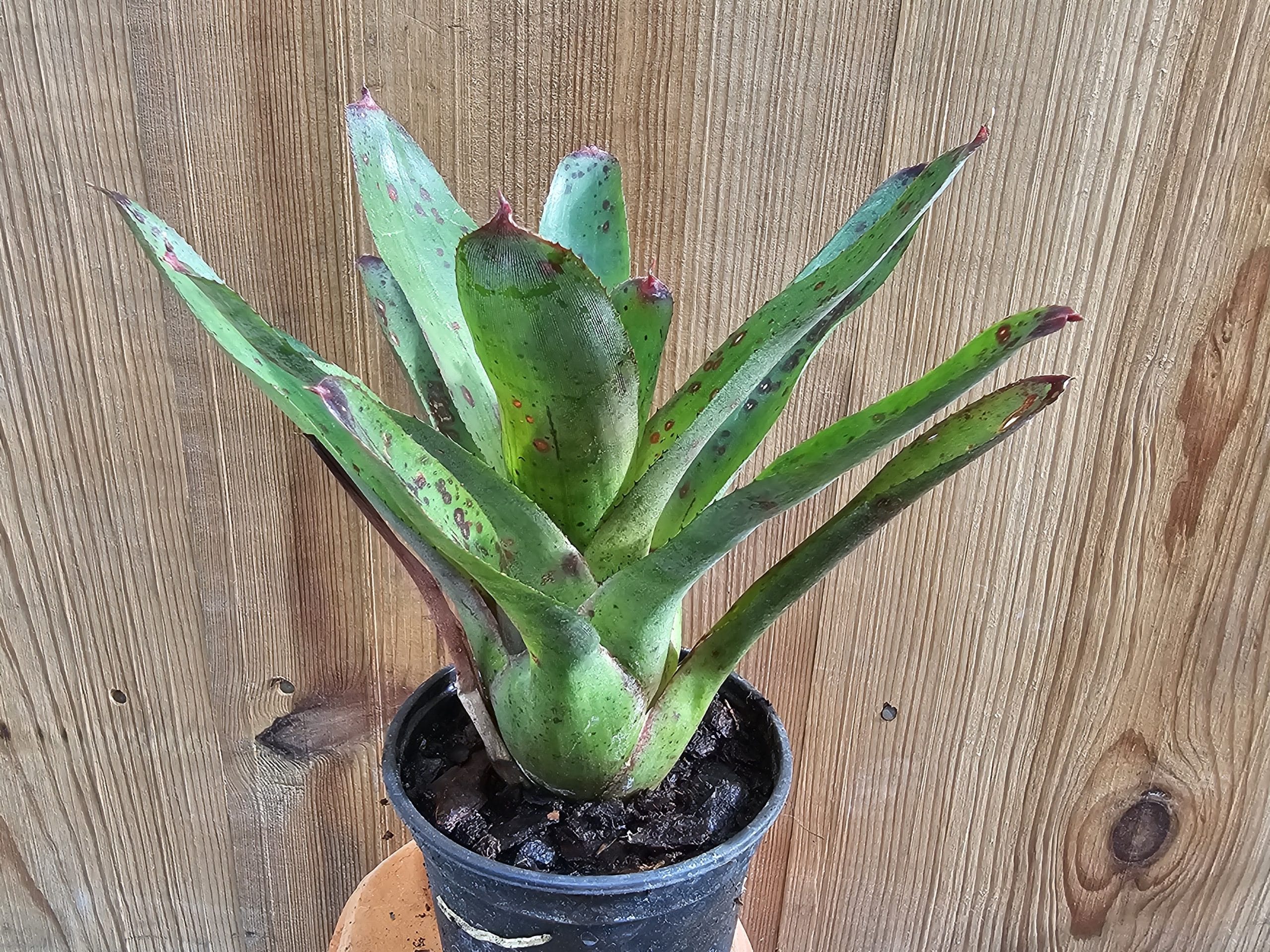 Bromélia Neoregelia Olens 696 com centro avermelhado e roseta compacta