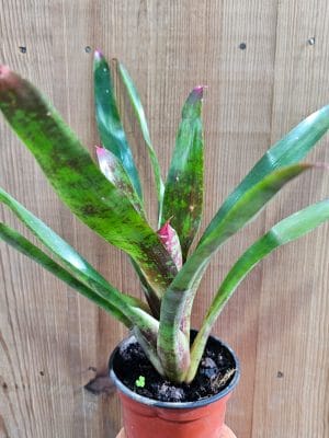 Neoregelia gaspacho