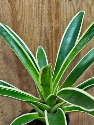 Neoregelia shelba