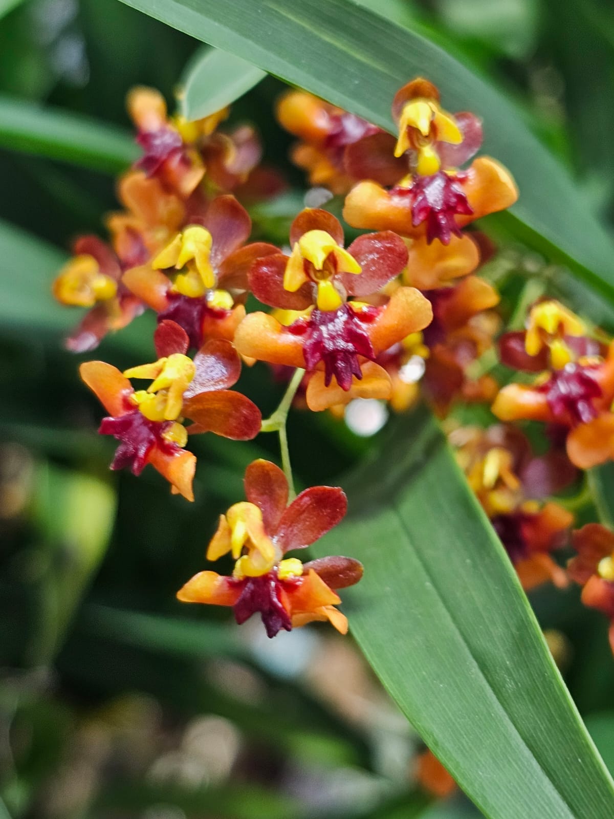 Oncidium Tiny Twinkle ‘Anna’