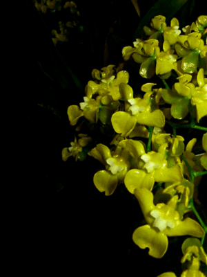 Oncidium cheirophorum