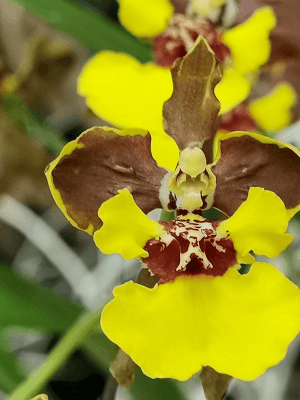 Oncidium croesus