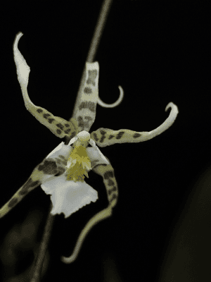 Oncidium phymatochilum