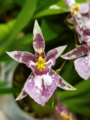 Oncidium Titanium Treasure Pink em floração abundante com pequenas flores de tom rosa-vibrante