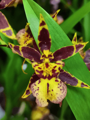 Oncidium Titanium Treasure Yellow