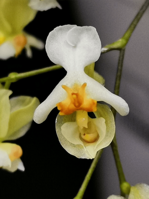 Oncidium twinkle withe Vaso 12cm