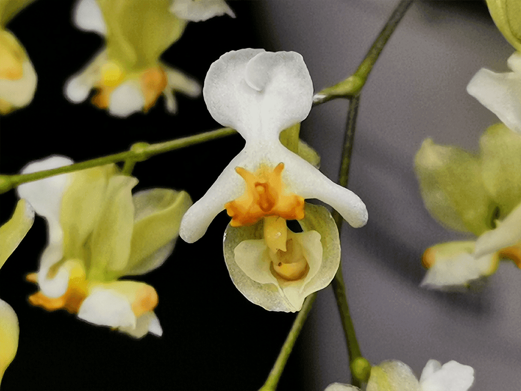 Oncidium twinkle withe Vaso 12cm