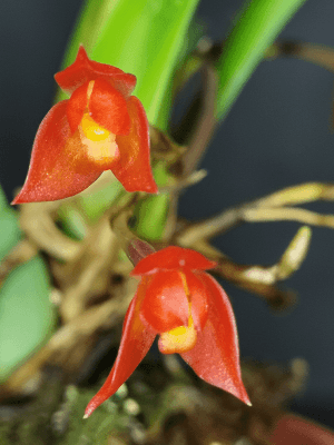 Ornithidium coccineum