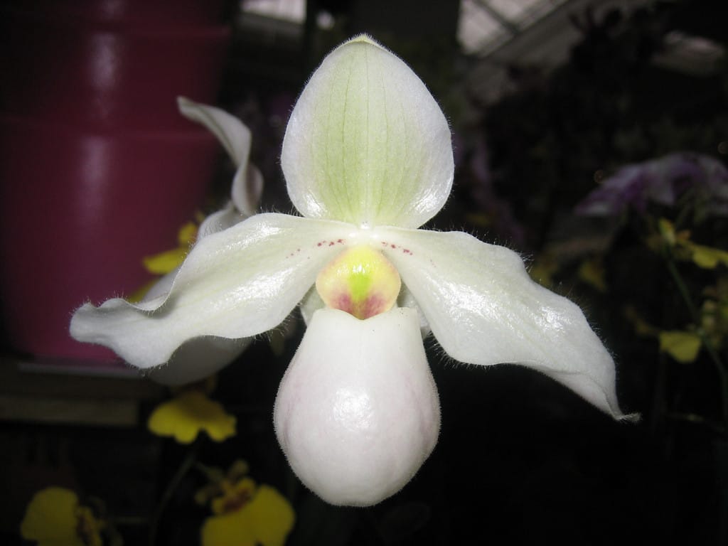 Orquídea Paphiopedilum Deperle em floração com bolsa em formato de sapatinho em tom branco rosado