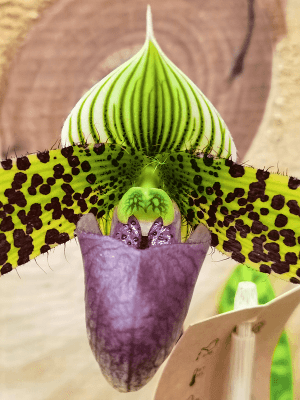 Orquídea Paphiopedilum Montagnard em flor com labelo em forma de sapatinho e folhagem marmoreada