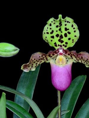 Paphiopedilum henryanum em floração com bolsa rosa-púrpura e sépala dorsal pintalgada