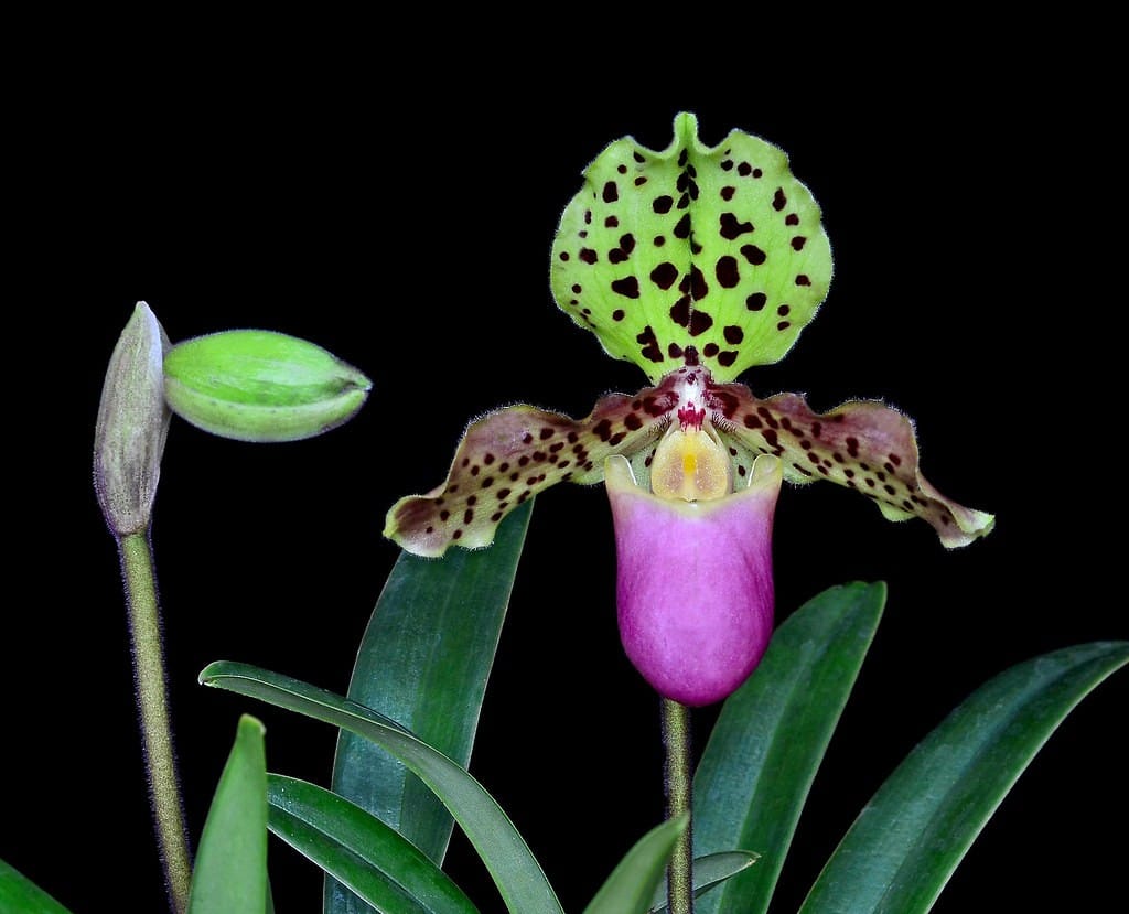 Paphiopedilum henryanum em floração com bolsa rosa-púrpura e sépala dorsal pintalgada