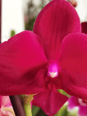 Phalaenopsis Hugo Red Wine