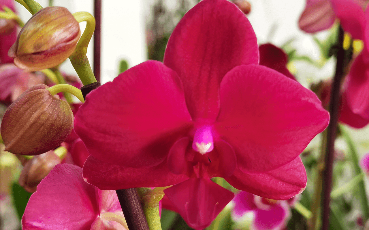 Phalaenopsis Hugo Red Wine