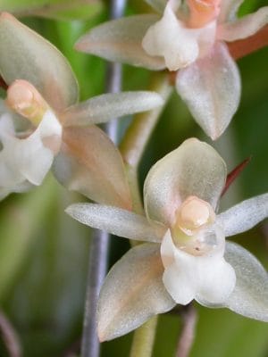 Pholidota chinensis