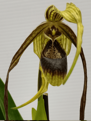Phragmipedium caudatum