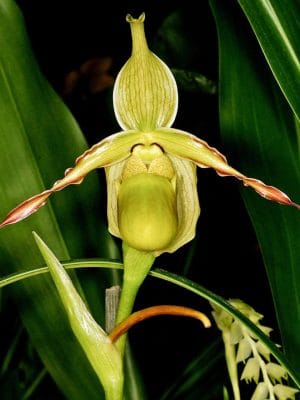 Phragmipedium longifolium