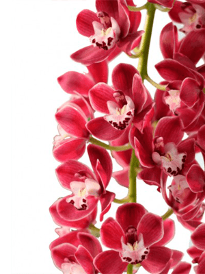 Cymbidium Prem
