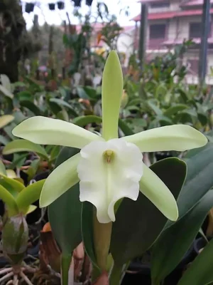 Rhyncholaelia glauca