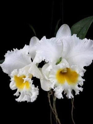 Cattleya RLC Platinum Charm