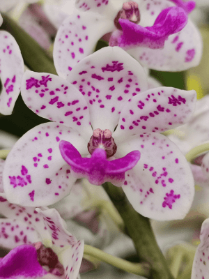 Rhynchostylis gigantea em Cachepot