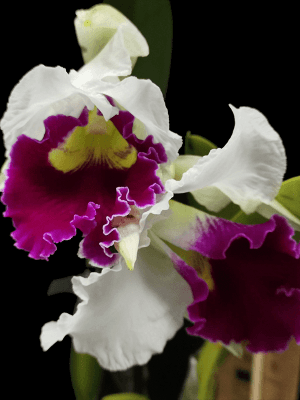 Rlc. Chyong Guu Sawn