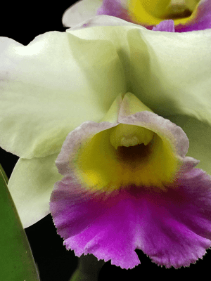 Cattleya Green #615
