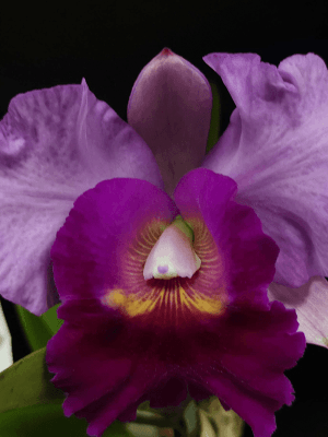 Rlc. Pink Diamond
