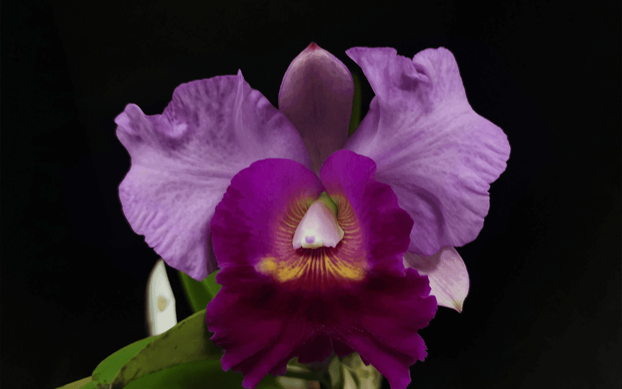 Rlc. Pink Diamond