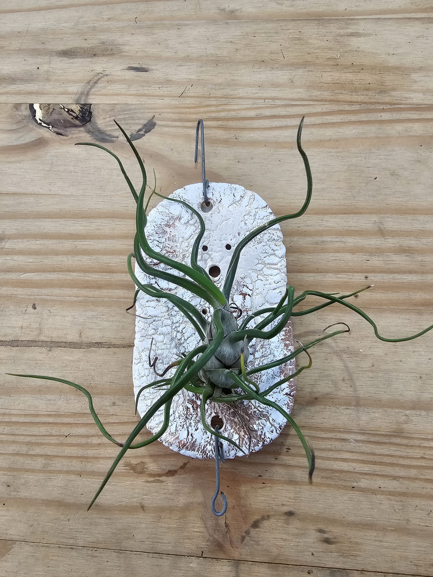 Planta do ar Tillandsia bulbosa com pseudobulbo escuro e folhas tentaculares roxas