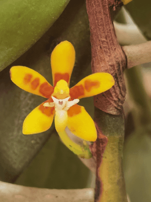 Trichoglottis orchidea