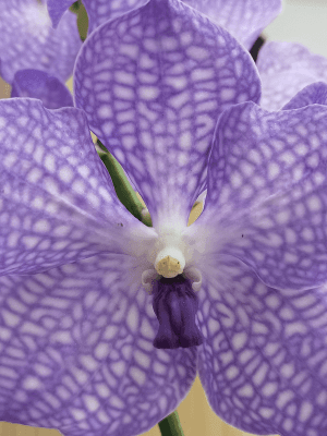 Vanda KANCHANA® Angelite